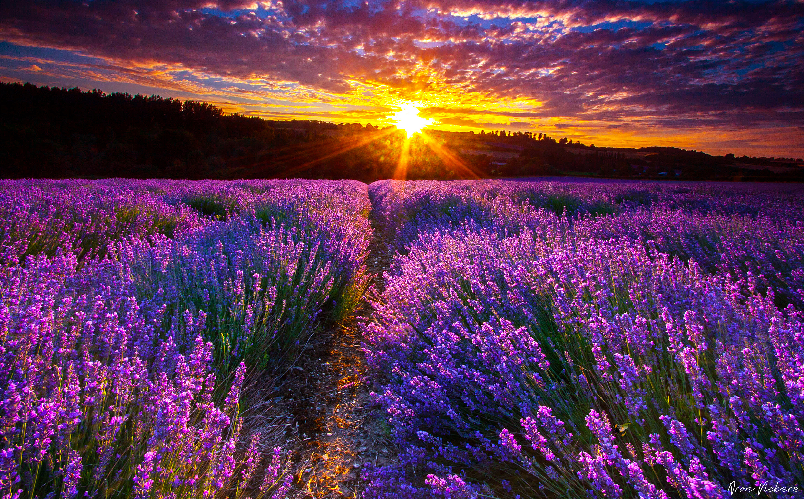 Lavender-Field-Sunset